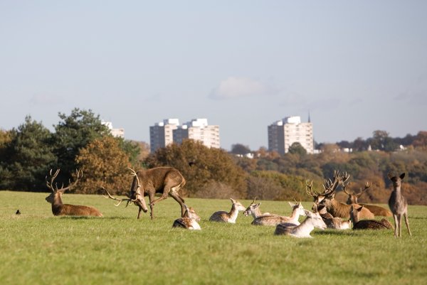 Ричмонд парк в Лондоне