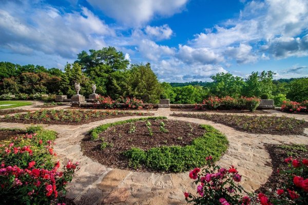 Роза Ричмонд парк