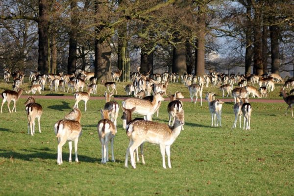 Ричмонд парк в Лондоне
