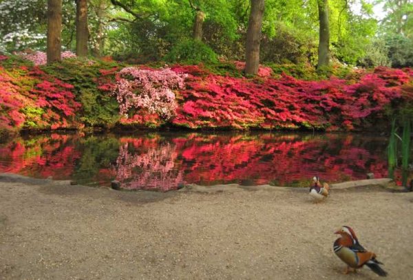 Ричмонд парк плантация Изабеллы