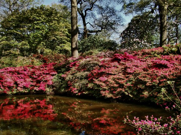 Ричмонд парк плантация Изабеллы