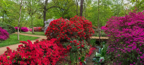 Плантация Изабеллы