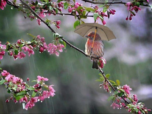 Весенний дождик