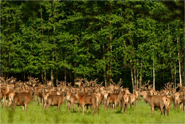 Белоруссия парк Припятский