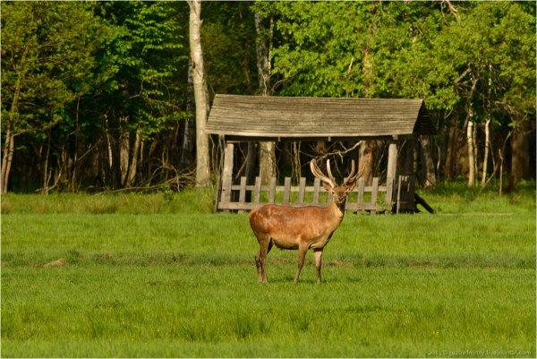 Гомель национальный парк