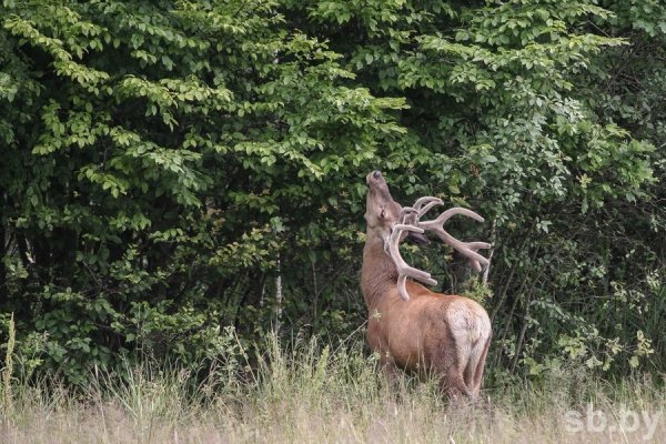 Припятский и Нарочанский