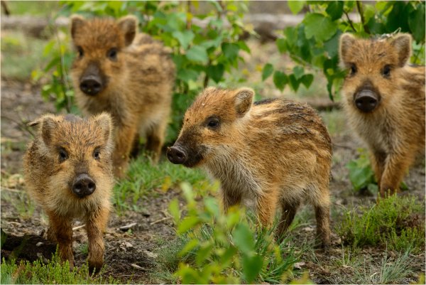 Национальный парк Припятский
