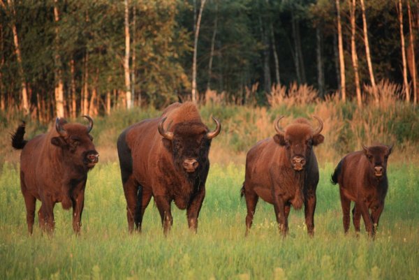 Припятский заповедник