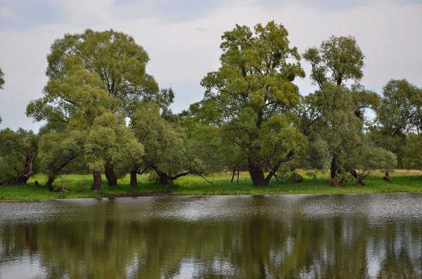 Пойменная Дубрава