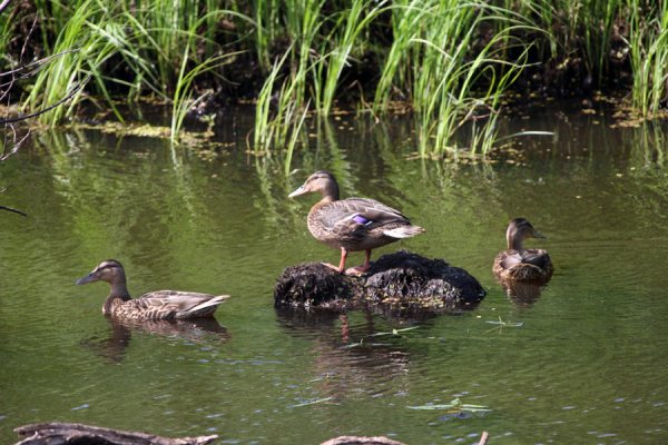 Гомель парк Припятский