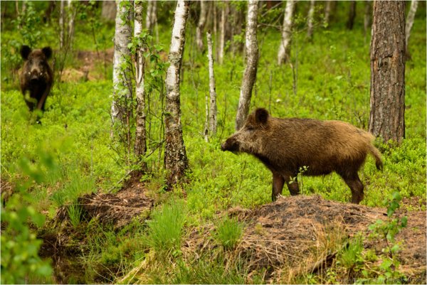 Березинский биосферный заповедник вид сверху с животными