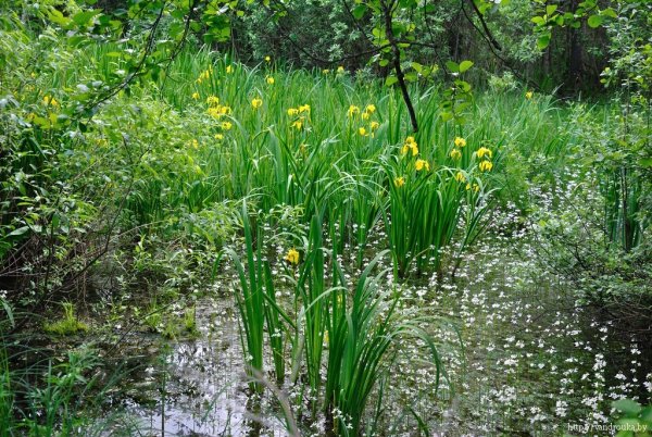 Болотная растительность верховых болот Беларуси