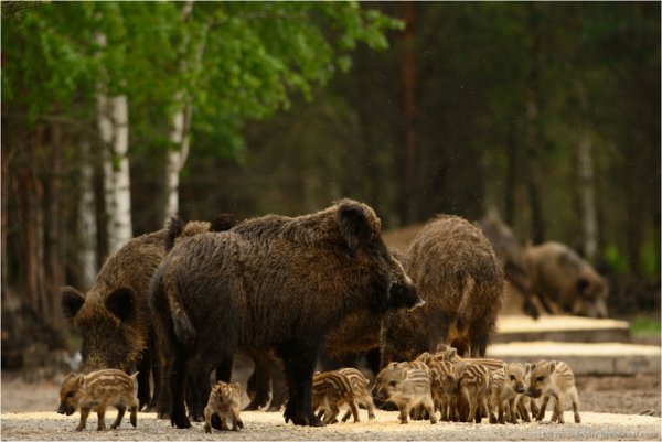 Припятский национальный заповедник зубры