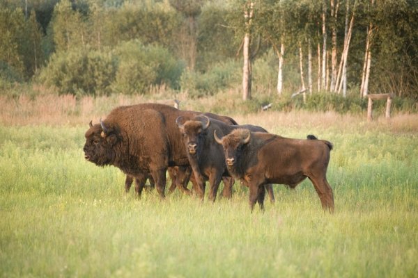 Животные Припятского национального парка