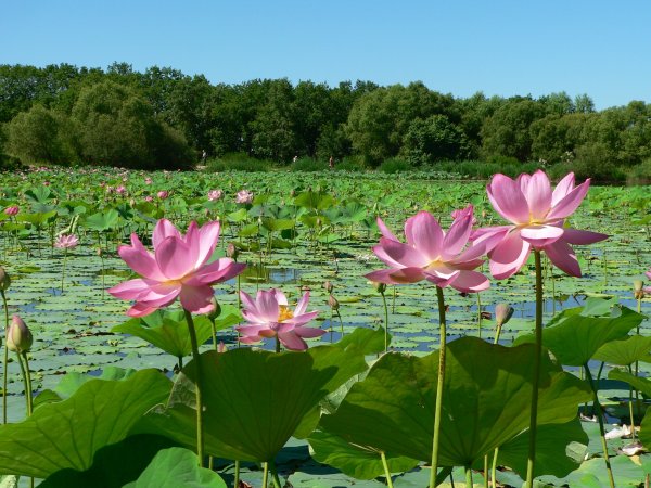 Озеро ханка Приморский край