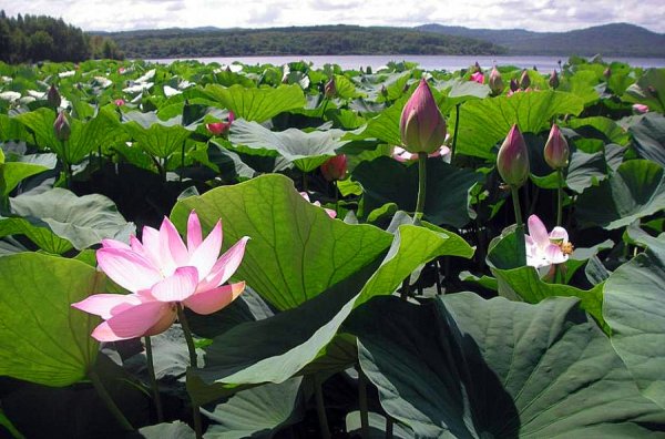 Ханка Лотос