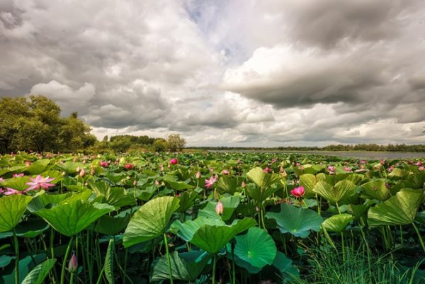 Водно-болотные угодья Хабаровского края