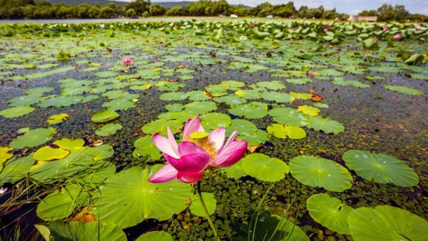 Озеро ханка Лотосы