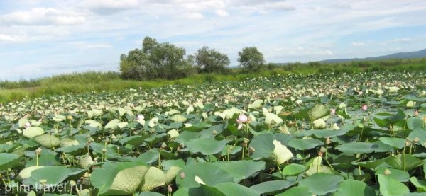 Плавни Приморский край озеро ханка