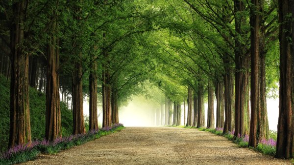 Парк деревья