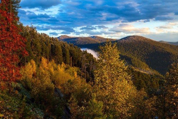 Баргузинский заповедник лес
