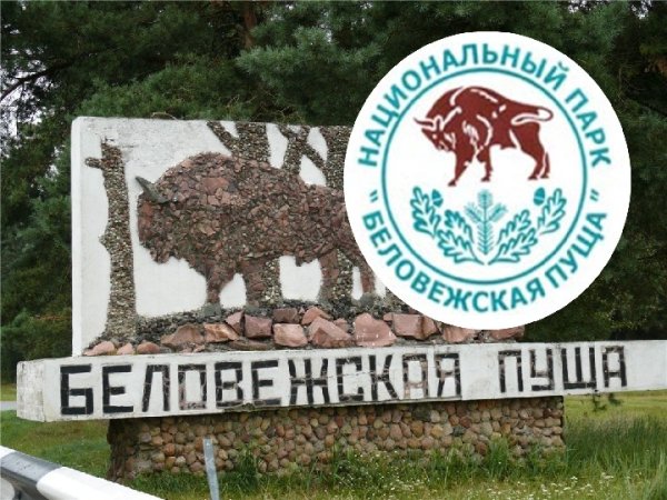 Беловежская пуща эмблема заповедника