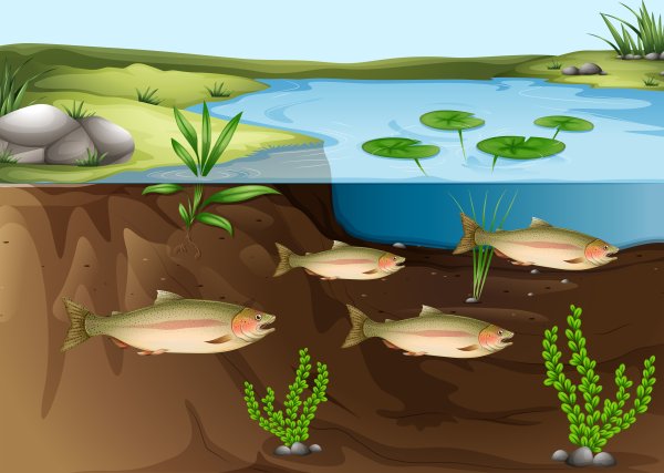 Водная экосистема пруд