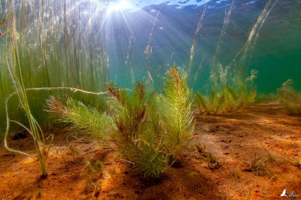 Водоросль фукус Пресноводная водоросль