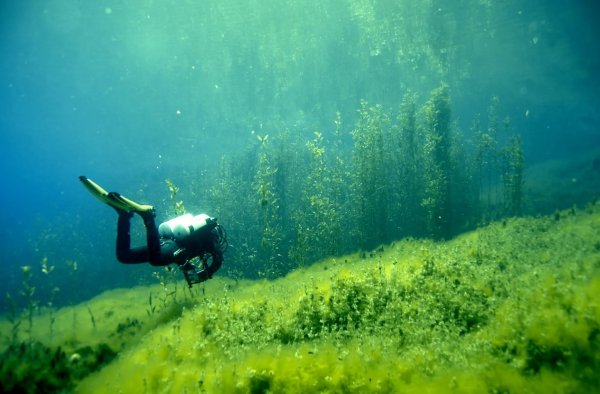 Синявинское озеро подводный лес