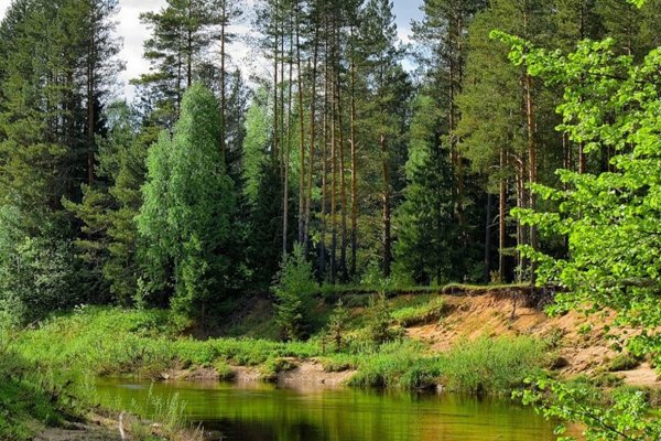 Тайга Вологодской области