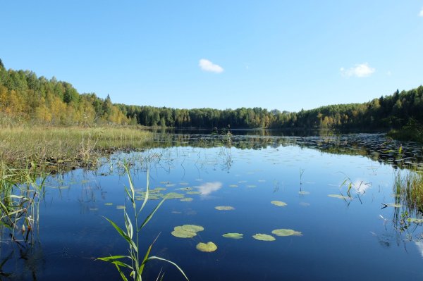 Озеро Митинское Вологда