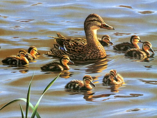 Художник Даррелл Буш птицы