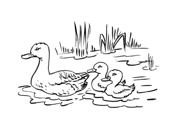Утка с утятами раскраска для детей