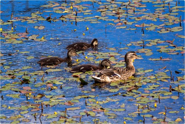 Кряква Прудовая
