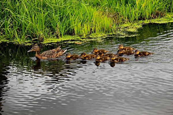 Дикая утка с утятами