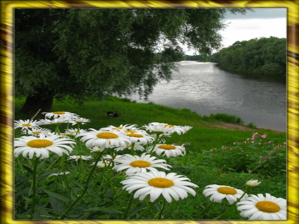 Гляжу в озера синие в полях ромашки рву