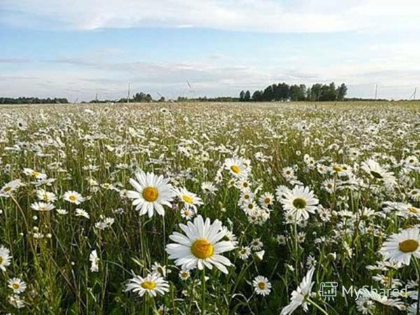 Озера синие поле ромашек