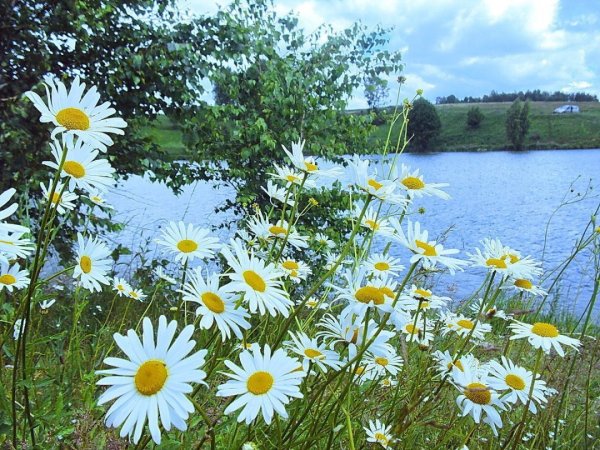 Природа река ромашки