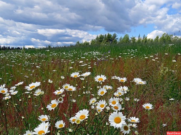 Ромашковое поле в Самарской области