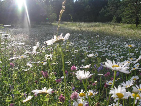 С днем России гляжу в озера синие