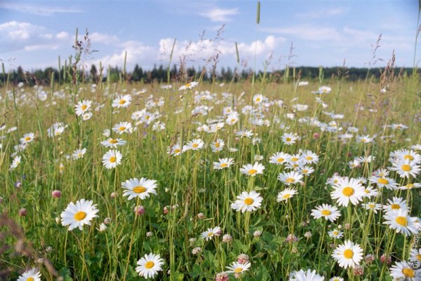 Ромашковое поле в Нижегородской области