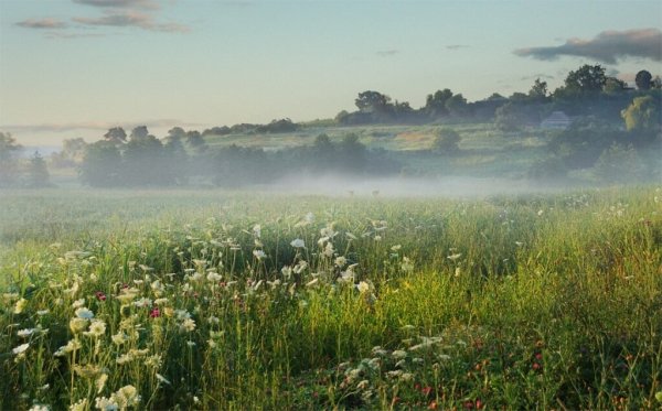 Позарастали Стежки дорожки