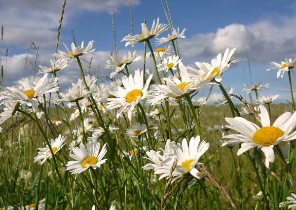 Ромашковое поле Россия