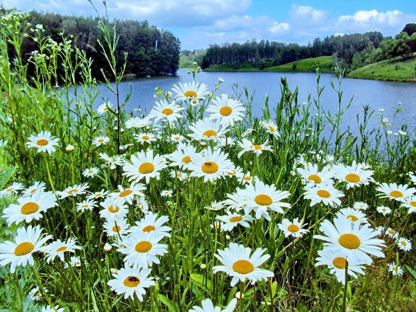 Ромашки у реки