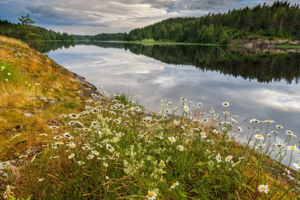 Луг на берегу реки