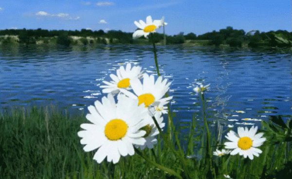 Ромашки озеро