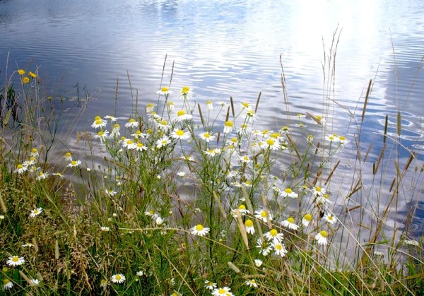 Ромашки у ручья