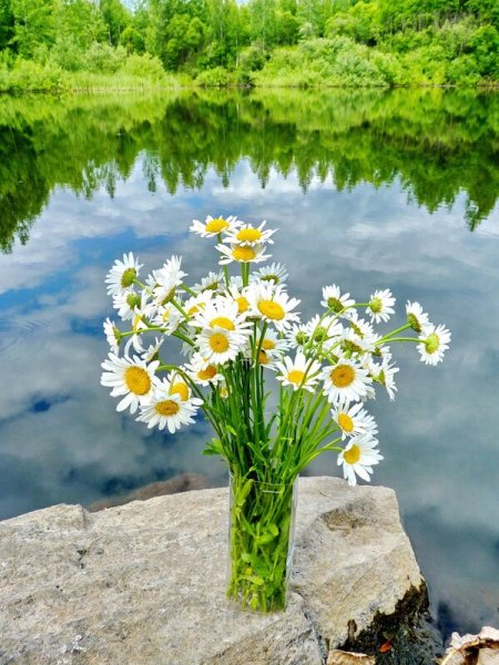 Ромашки на берегу реки