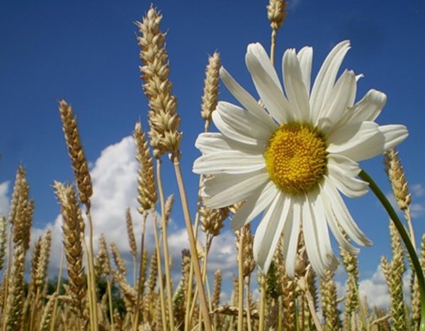 Ромашки и колоски