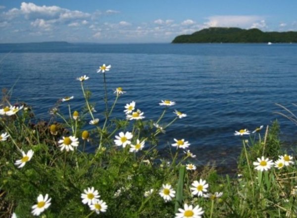 Ромашки озеро